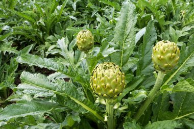 Yeşil taze enginar alan