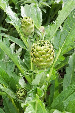 Yeşil taze enginar alan