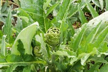 Yeşil taze enginar alan