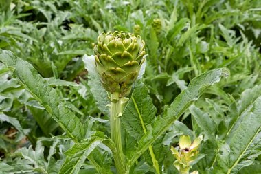 Yeşil taze enginar alan