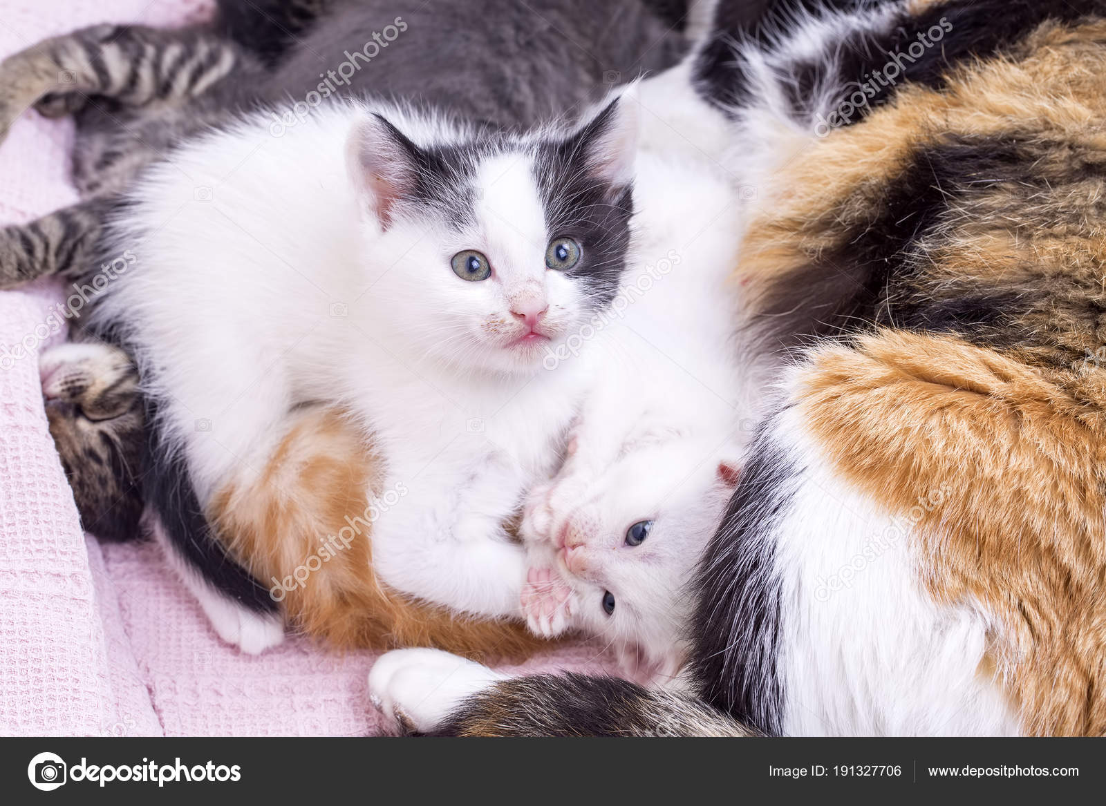 Chat Mignon Bebe Chaton Photographie Esindeniz C