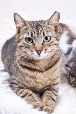 İzole şirin taby kedi