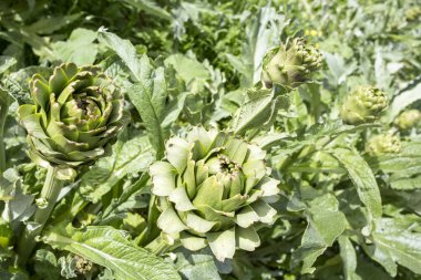 green artichokes growing in the field