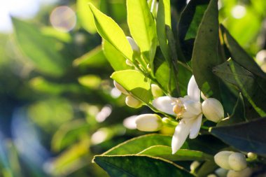 Portakal, mandalina ağacı çiçeği