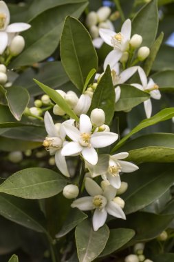 Portakal, mandalina ağacı çiçeği