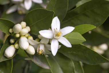 Portakal, mandalina ağacı çiçeği