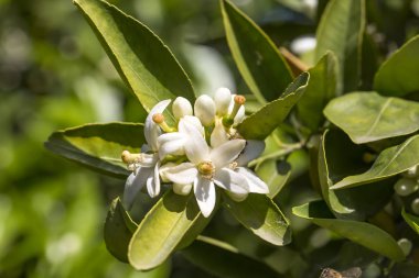 Portakal, mandalina ağacı çiçeği