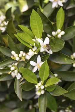 Portakal, mandalina ağacı çiçeği