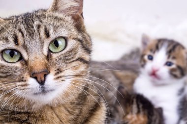 mommy cat with kittens on the pleid