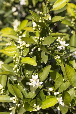 Portakal Mandalina ağacı çiçeği