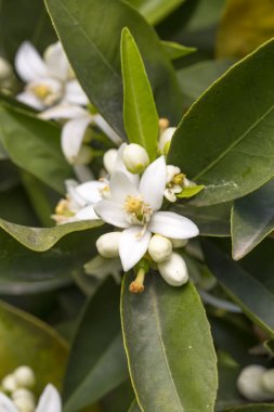 Portakal Mandalina ağacı çiçeği