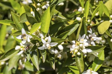 Portakal Mandalina ağacı çiçeği