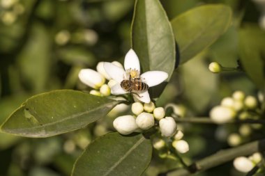 Portakal, mandalina ağacı çiçeği
