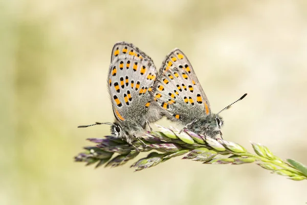 Motyl Przyrodzie Tomares Nesimachus — Zdjęcie stockowe