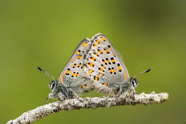Метелик Природі Tomares Nesimachus — стокове фото