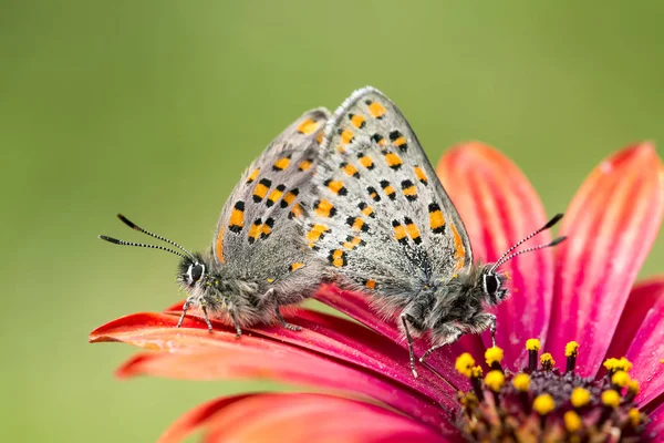 Schmetterling Der Natur Tomares Nesimachus — Stockfoto