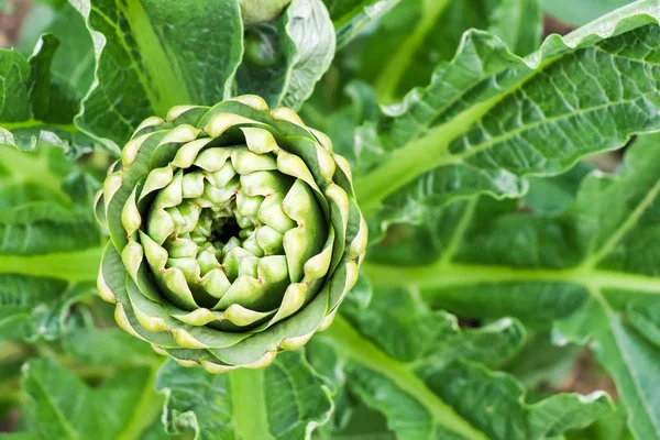 Green Artichokes Growing Field — Foto de Stock