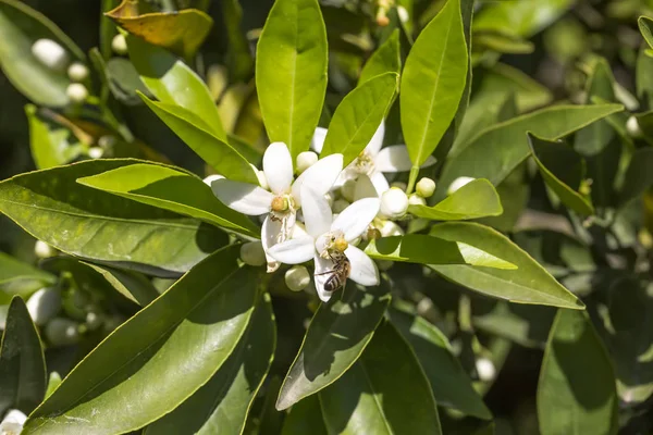 Orange tangerine tree blossom