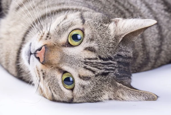 Retrato Lindo Gatito Esponjoso — Foto de Stock