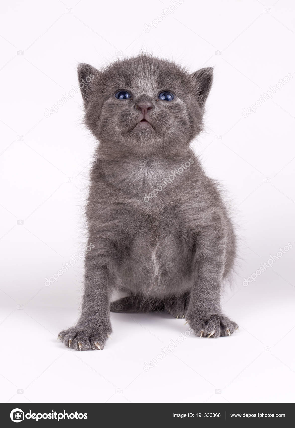 Lindo Gatito Bebe Gato Fotografia De Stock C Esindeniz Depositphotos