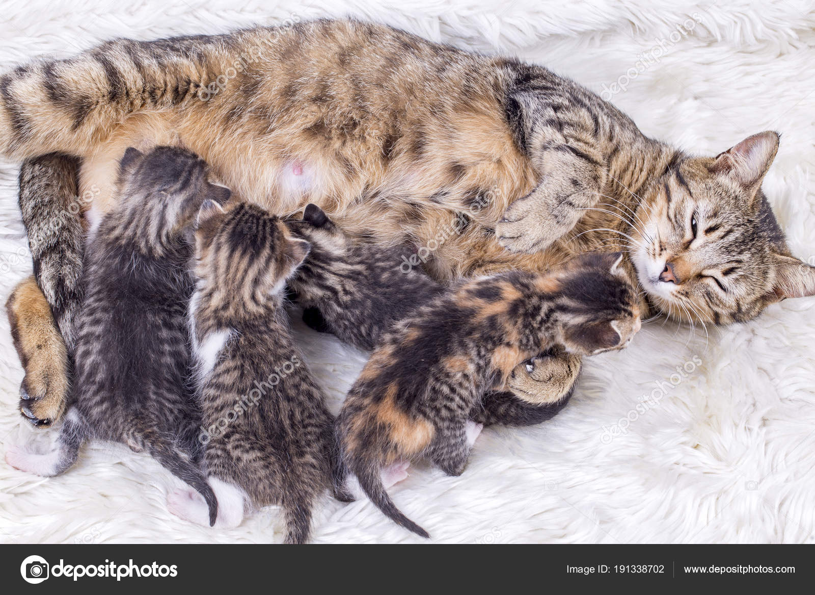 Maman Chat Bebes Chats Image Libre De Droit Par Esindeniz C Maman Chat Bebes Chats Image Libre De Droit Par Esindeniz C