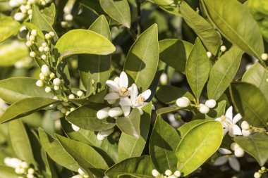 Portakal, mandalina ağacı çiçeği