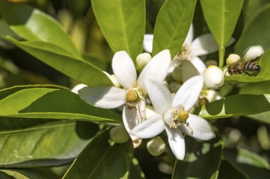 Portakal, mandalina ağacı çiçeği