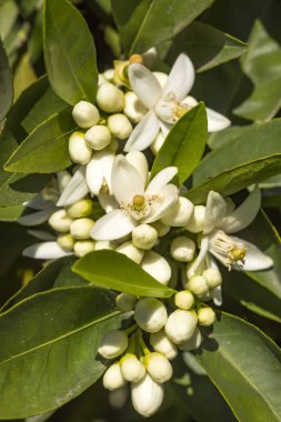 Portakal, mandalina ağacı çiçeği