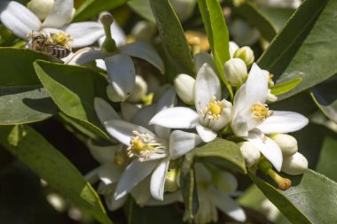 Portakal, mandalina ağacı çiçeği