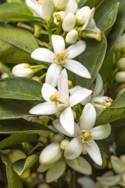 Portakal, mandalina ağacı çiçeği