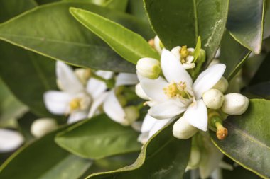 Portakal, mandalina ağacı çiçeği