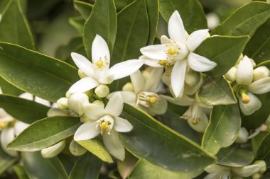 Portakal, mandalina ağacı çiçeği