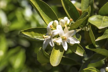 Portakal, mandalina ağacı çiçeği