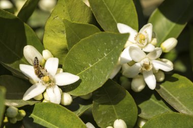 Mandalina portakal ağacı çiçeği