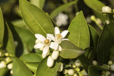 Mandalina portakal ağacı çiçeği