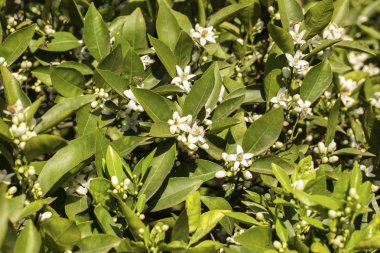 Mandalina portakal ağacı çiçeği
