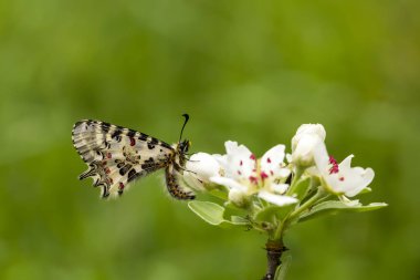Kelebek çiçeğin üzerinde oturuyor