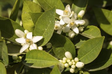 Mandalina portakal ağacı çiçeği