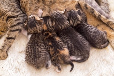 Anne kedi ve bebek kedi