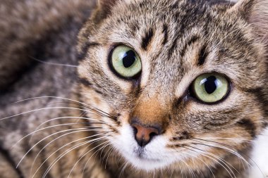 Şirin bir kedinin portresi, yakından bak.