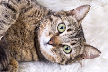 Şirin bir kedinin portresi, yakından bak.