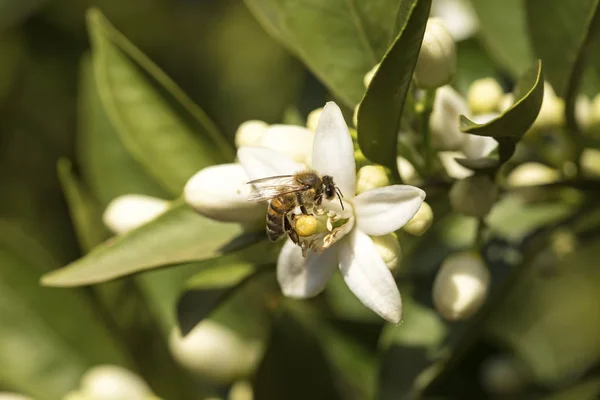 Mandalina Portakal Ağacı Çiçeği — Stok fotoğraf