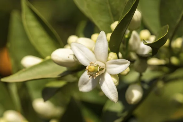 Tangerine orange tree blossom