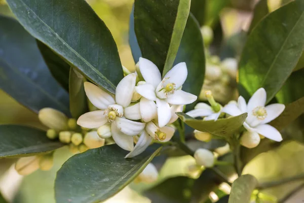 Tangerine orange tree blossom