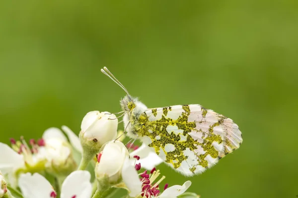 Papillon Assis Sur Fleur — Photo