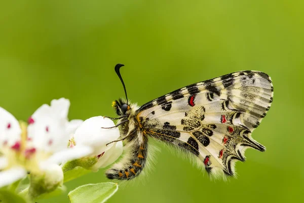 Papillon Assis Sur Fleur — Photo