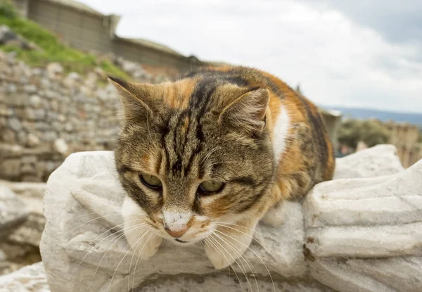Portrait Cute Cat Rock — Foto de Stock