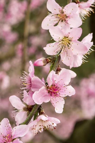 Třešňové Květy Zahradě — Stock fotografie