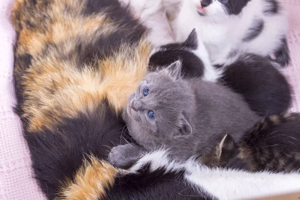 Матуся Кіт Кошенятами Плечі — стокове фото