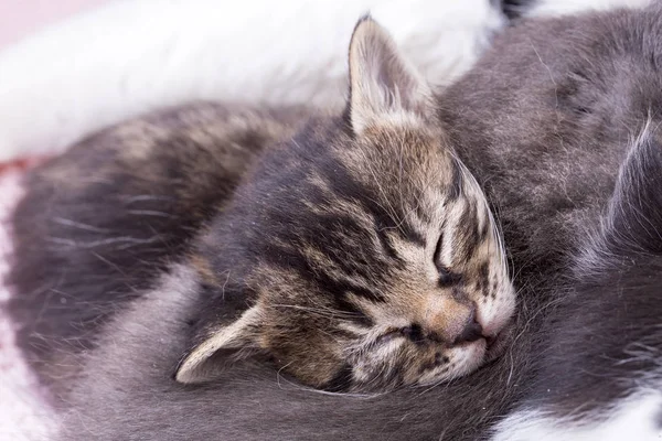 Cute Furry Kitten Close View — Stock fotografie